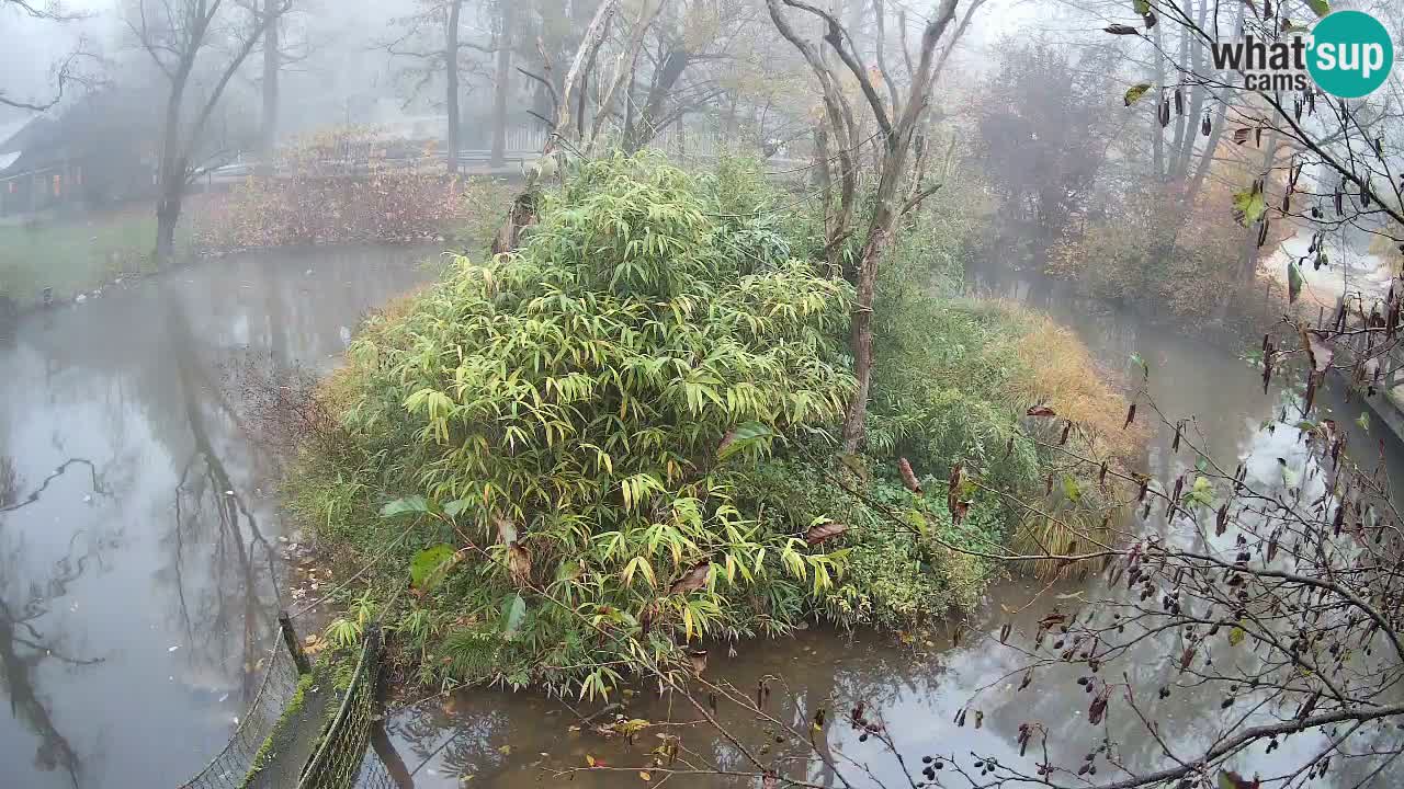 Gibbone dalle guance rosa nello ZOO di Ljubljana