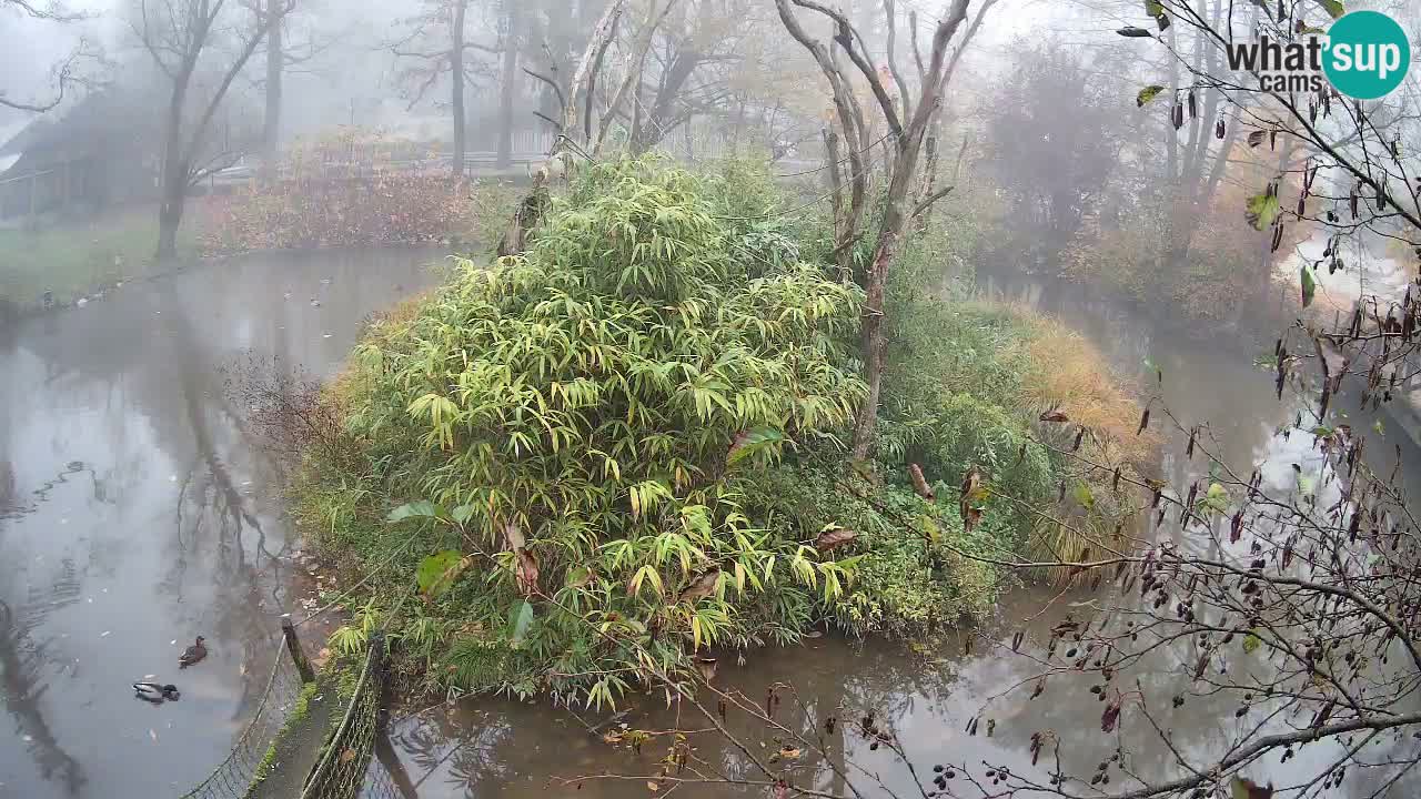 Südlicher Gelbwangen-Schopfgibbon Zoo Ljubljana webcam