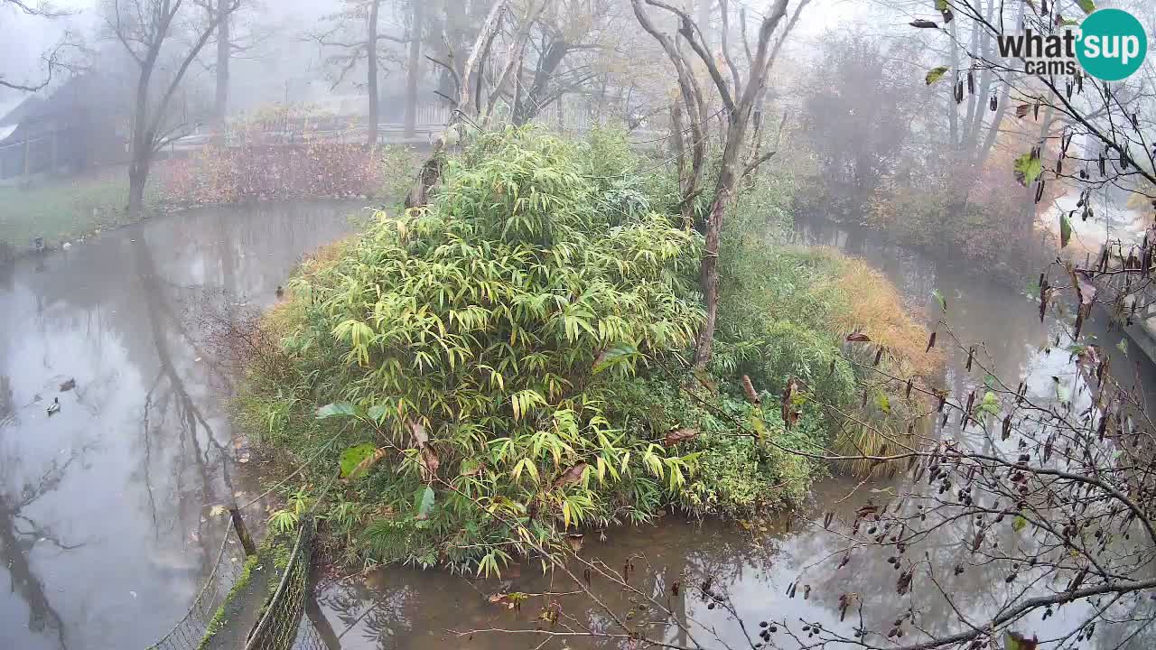 Südlicher Gelbwangen-Schopfgibbon Zoo Ljubljana webcam
