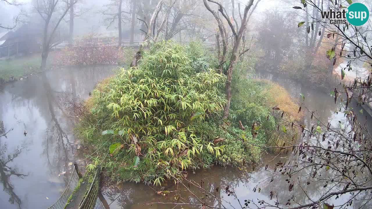 Südlicher Gelbwangen-Schopfgibbon Zoo Ljubljana webcam