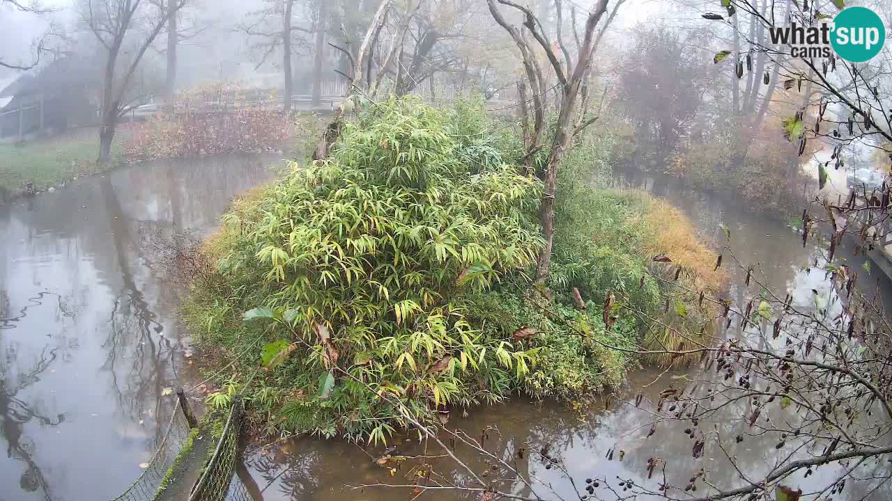 Gibón de mejillas beige Zoo Ljubljana
