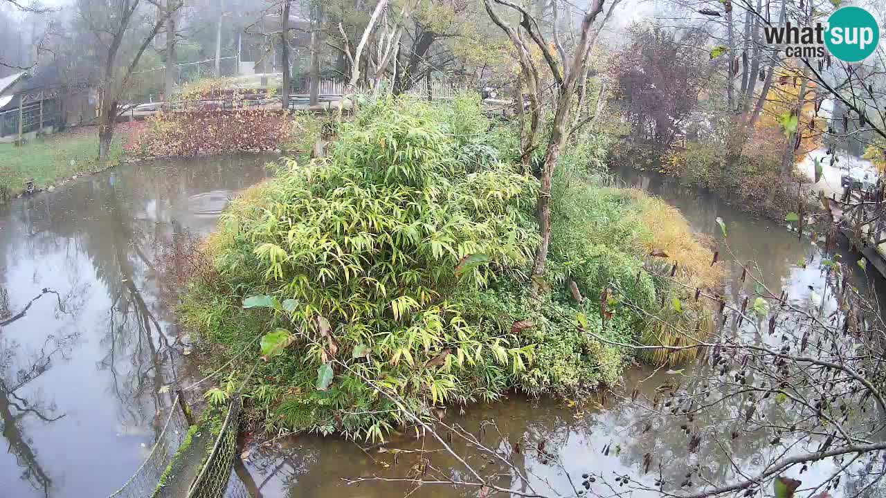 Zlatolični gibon živalski vrt Ljubljana