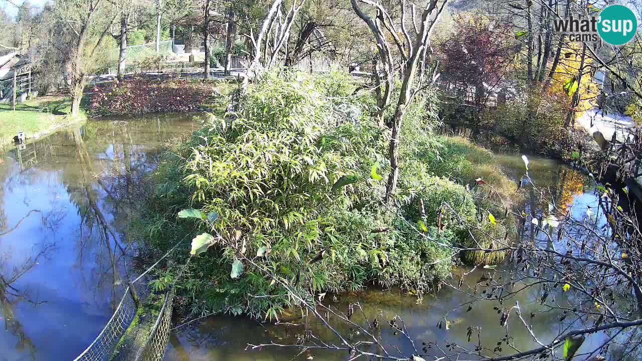 Yellow-cheeked gibbon Zoo Ljubljana livecam