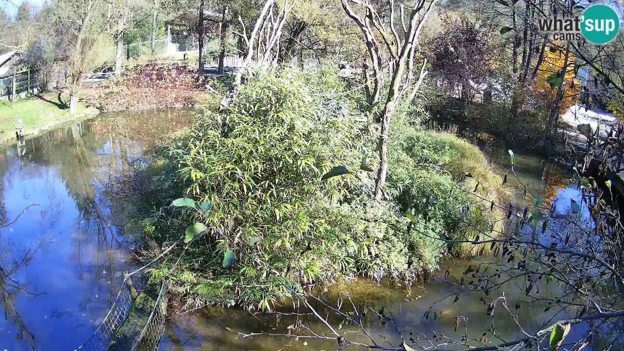 Gibón de mejillas beige Zoo Ljubljana