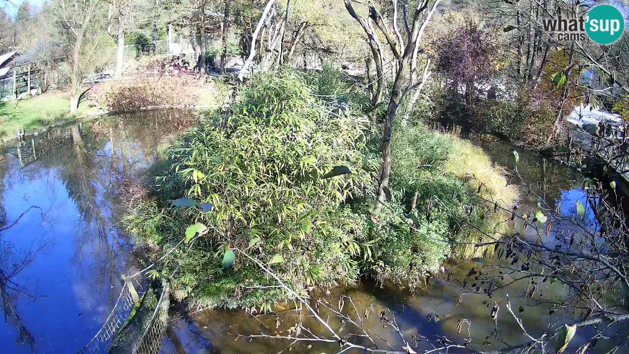 Yellow-cheeked gibbon Zoo Ljubljana livecam
