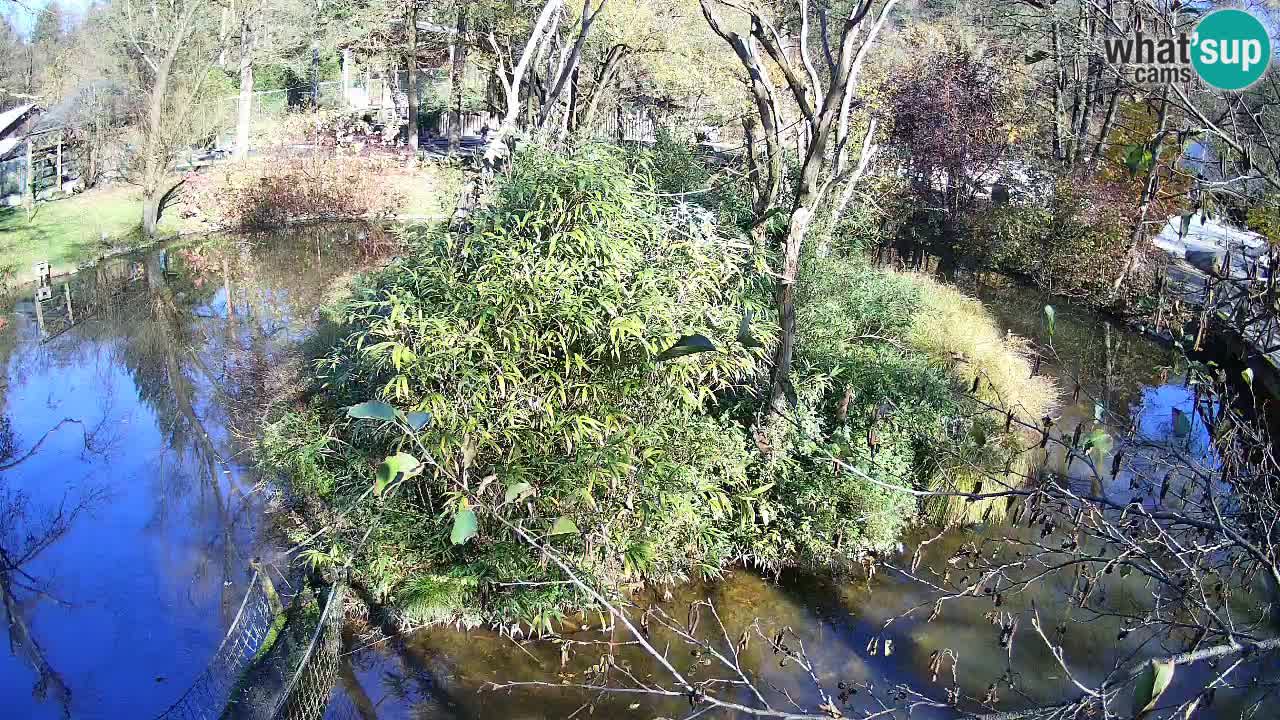 Yellow-cheeked gibbon Zoo Ljubljana livecam