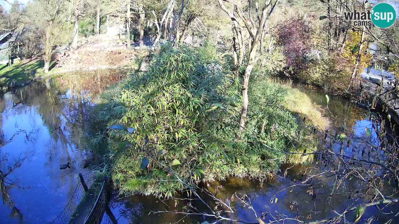 Südlicher Gelbwangen-Schopfgibbon Zoo Ljubljana webcam