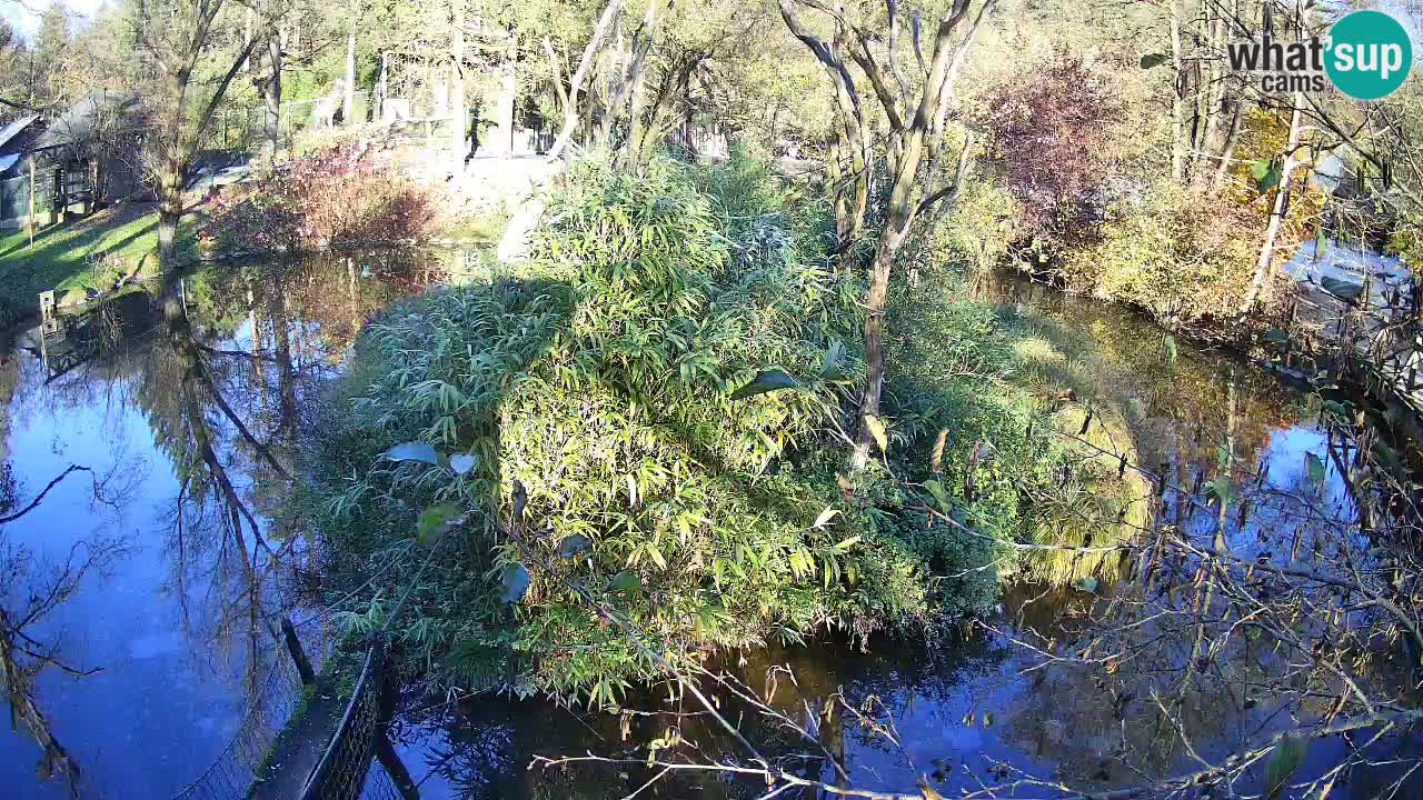 Yellow-cheeked gibbon Zoo Ljubljana livecam