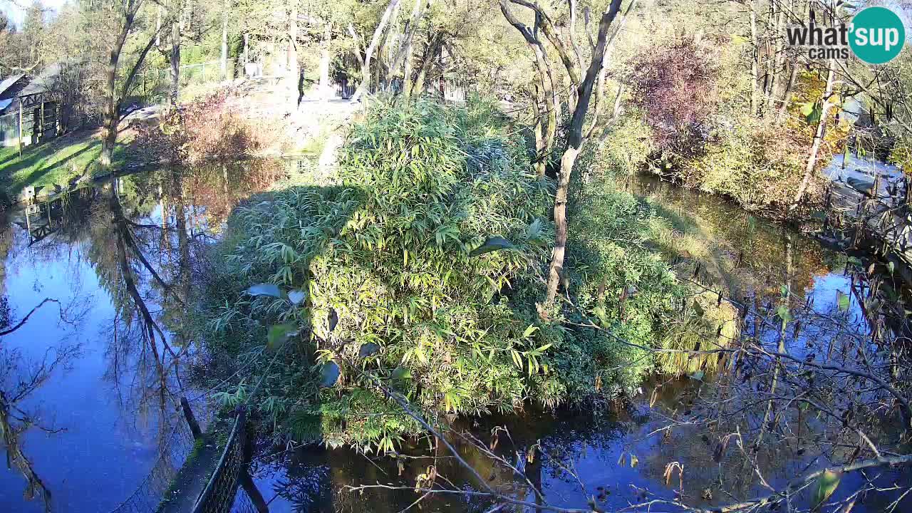 Yellow-cheeked gibbon Zoo Ljubljana livecam