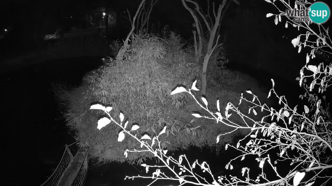 Südlicher Gelbwangen-Schopfgibbon Zoo Ljubljana webcam