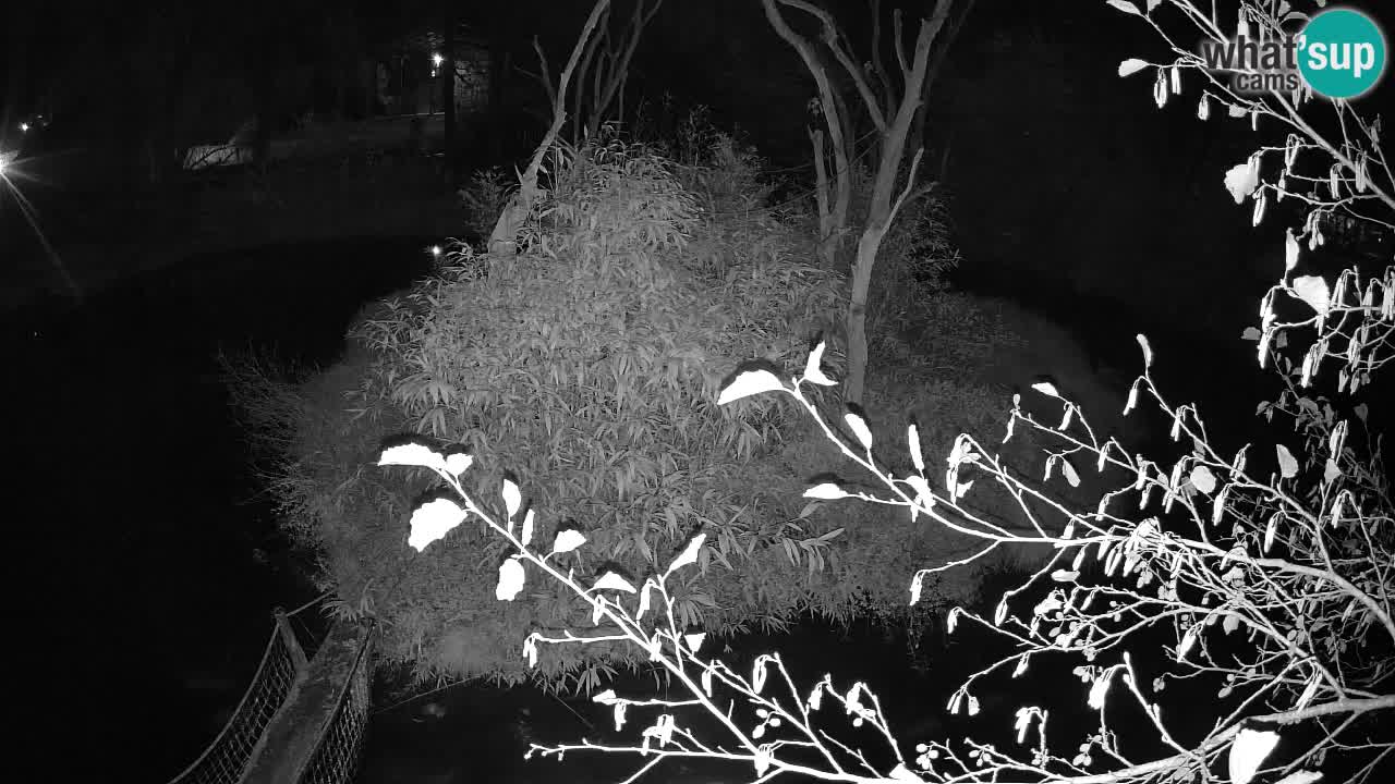 Yellow-cheeked gibbon Zoo Ljubljana livecam