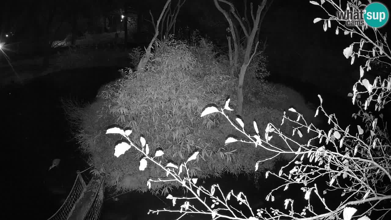 Zlatolični gibon živalski vrt Ljubljana