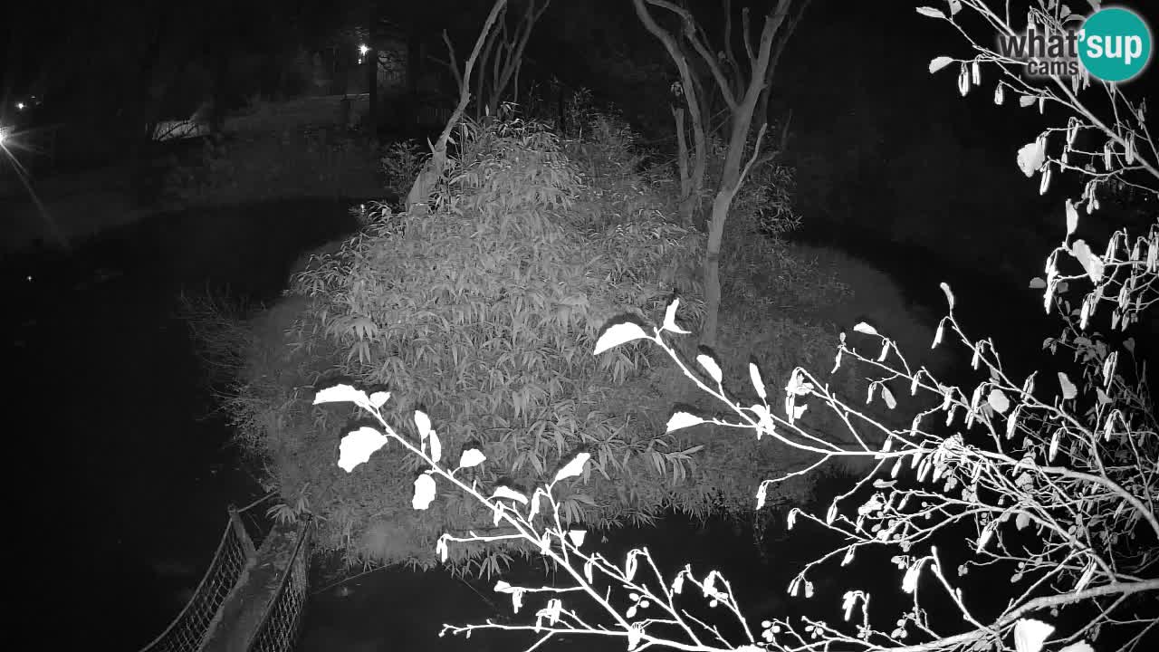 Yellow-cheeked gibbon Zoo Ljubljana livecam