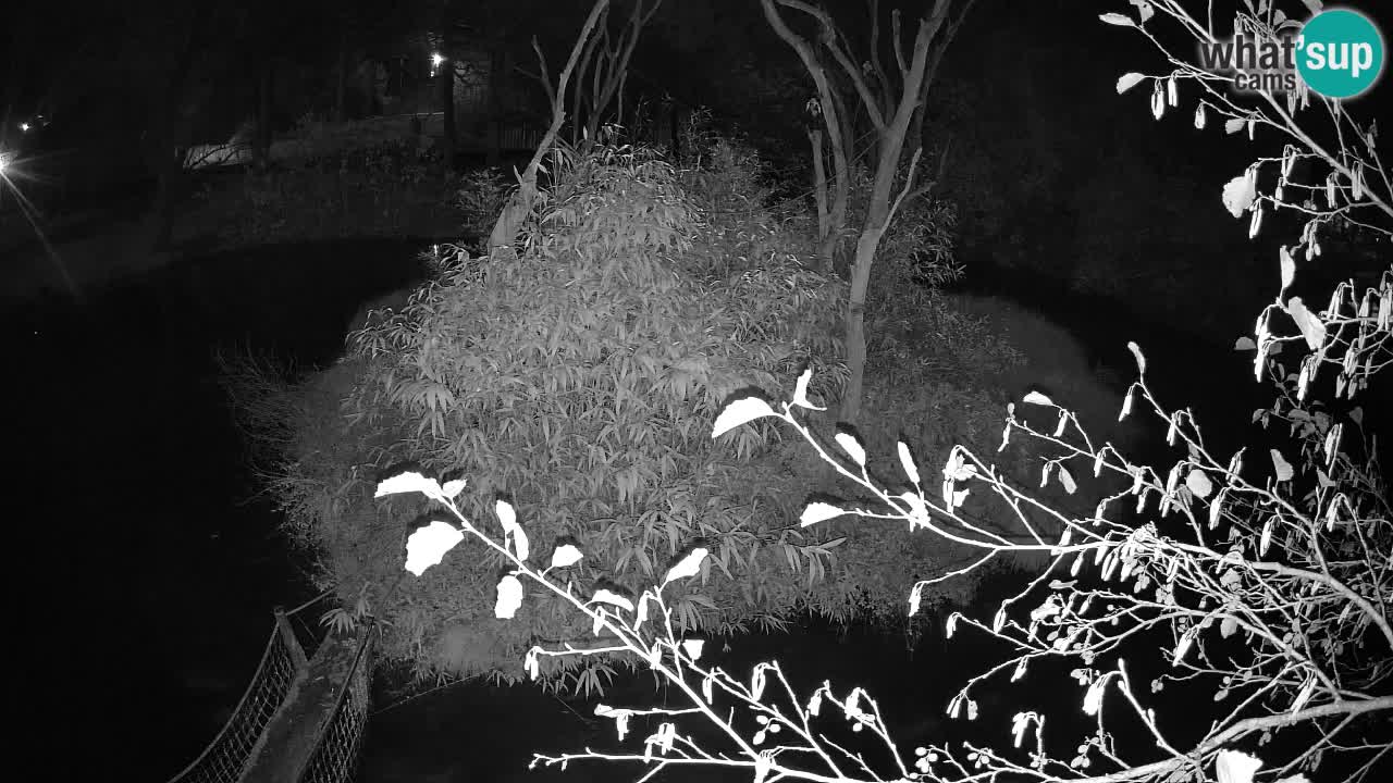 Gibbon à joues jaunes Zoo Ljubljana live cam