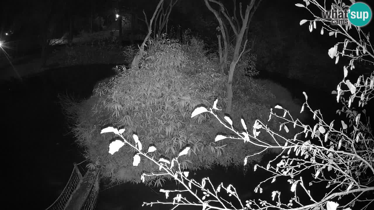 Zlatolični gibon živalski vrt Ljubljana