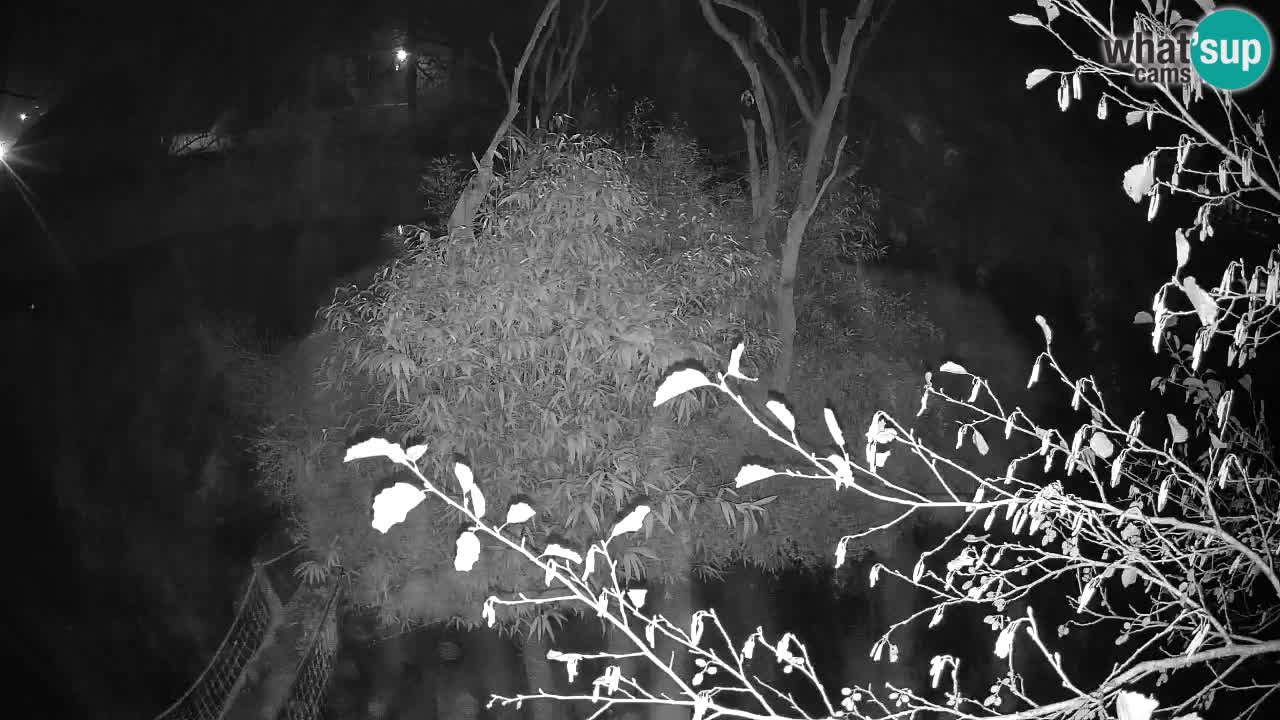 Gibón de mejillas beige Zoo Ljubljana