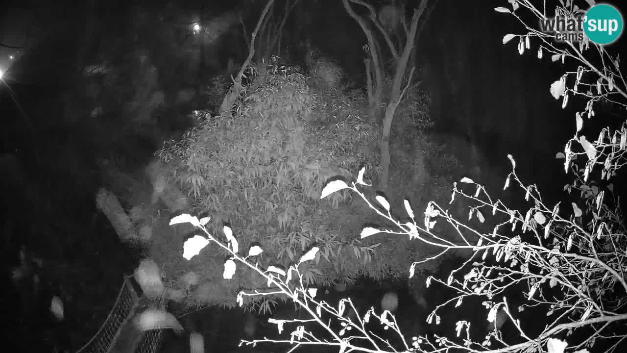 Gibón de mejillas beige Zoo Ljubljana