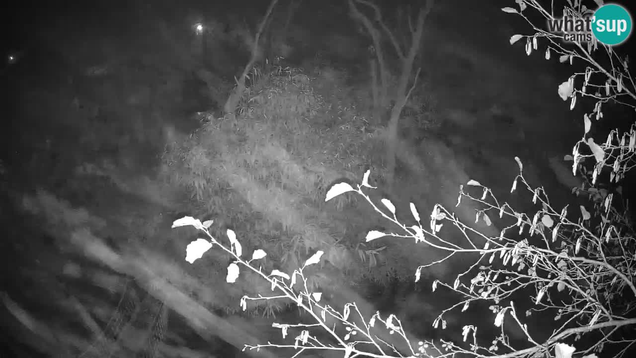 Gibón de mejillas beige Zoo Ljubljana