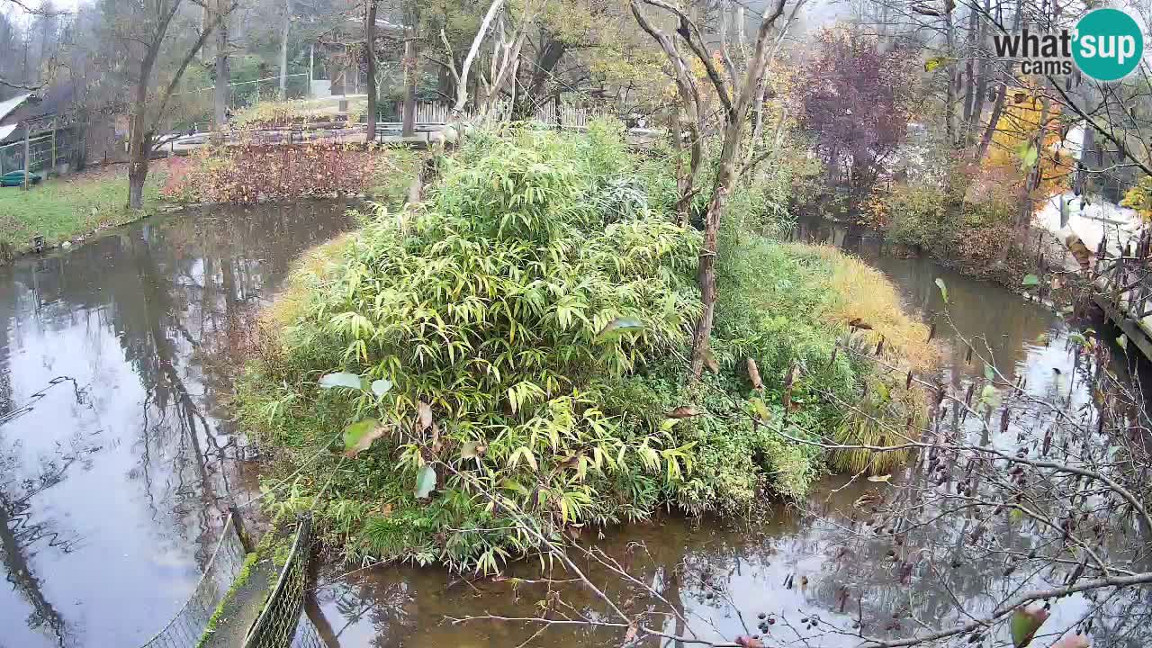Yellow-cheeked gibbon Zoo Ljubljana livecam