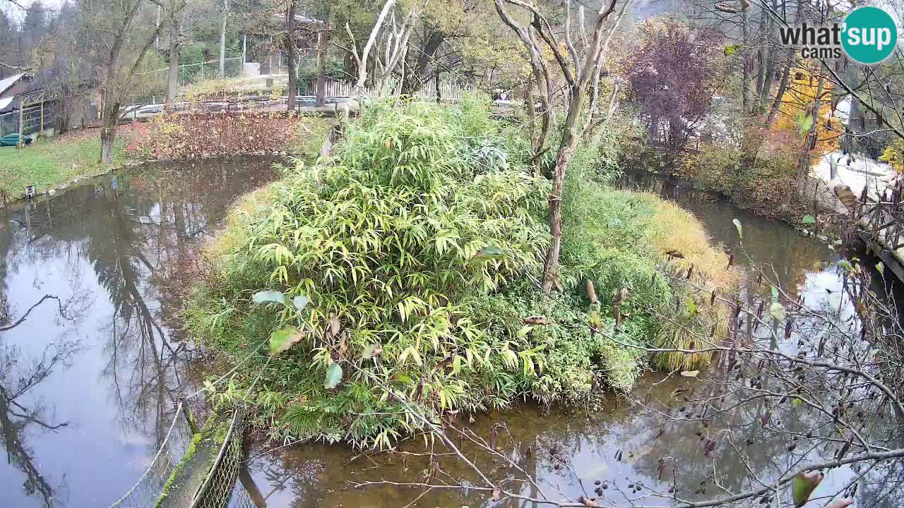 Gibon – Nomascus gabriellae – Zoo Ljubljana web kamera