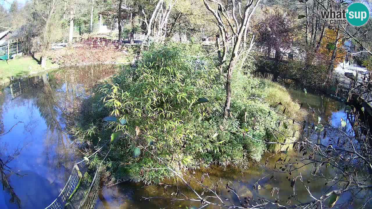 Yellow-cheeked gibbon Zoo Ljubljana livecam