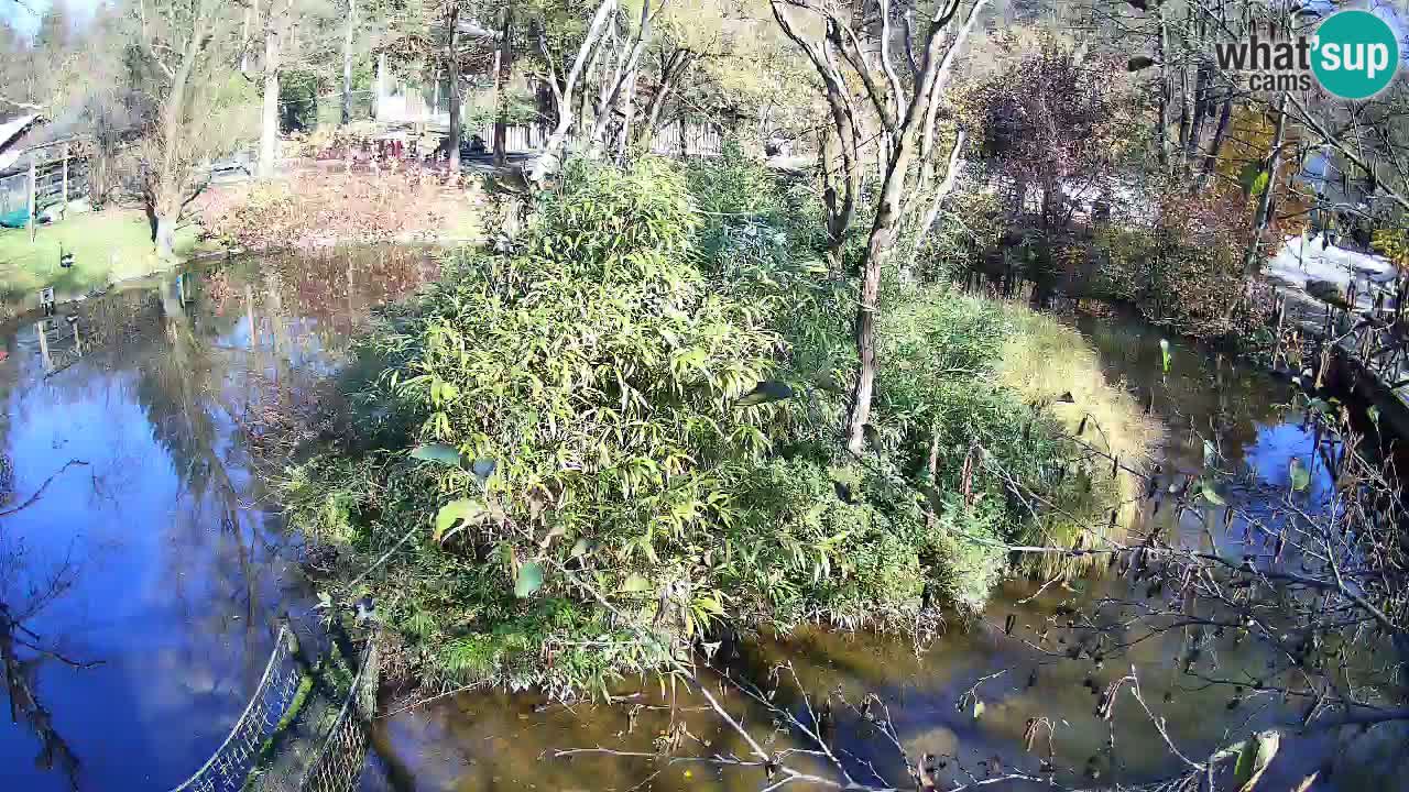 Yellow-cheeked gibbon Zoo Ljubljana livecam