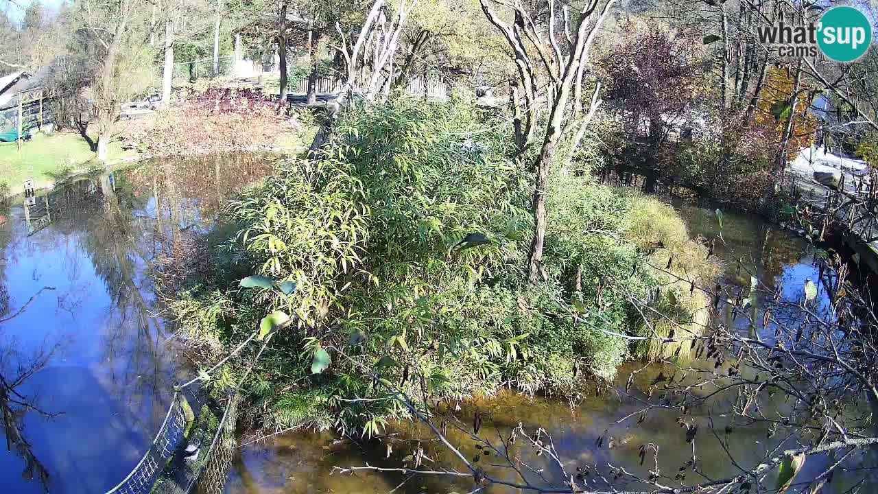 Gibon – Nomascus gabriellae – Zoo Ljubljana web kamera