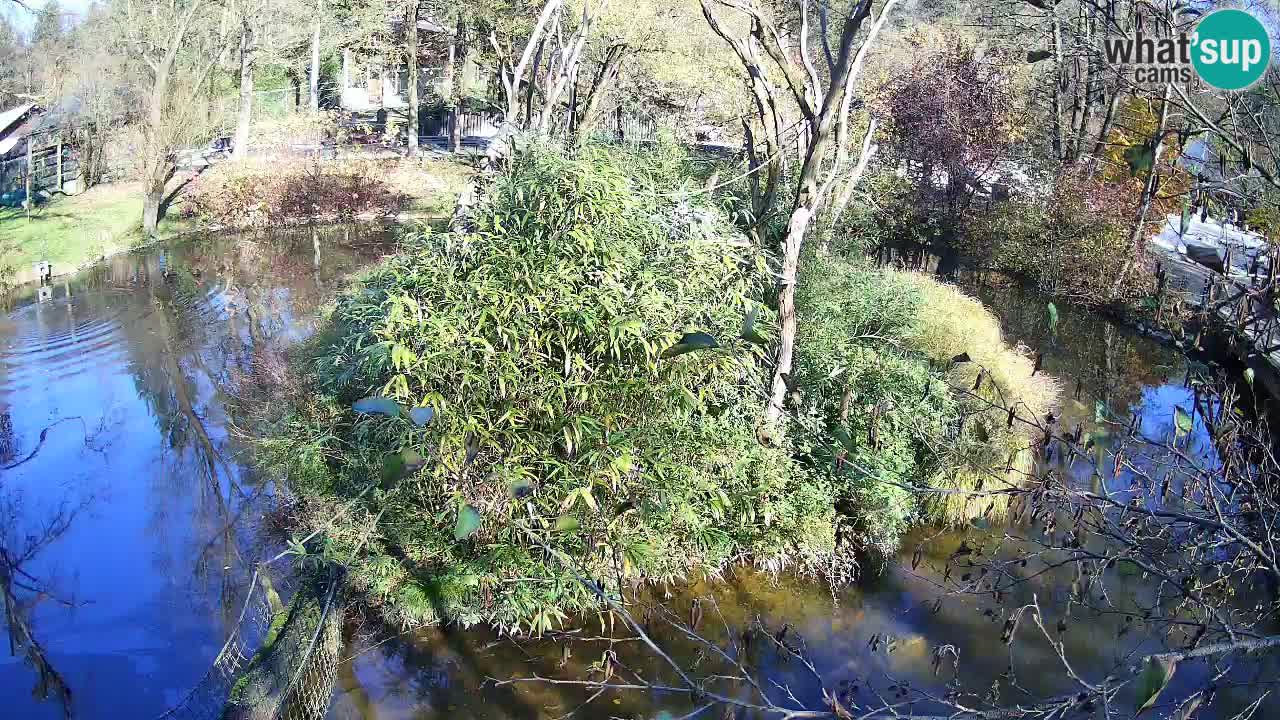 Südlicher Gelbwangen-Schopfgibbon Zoo Ljubljana webcam