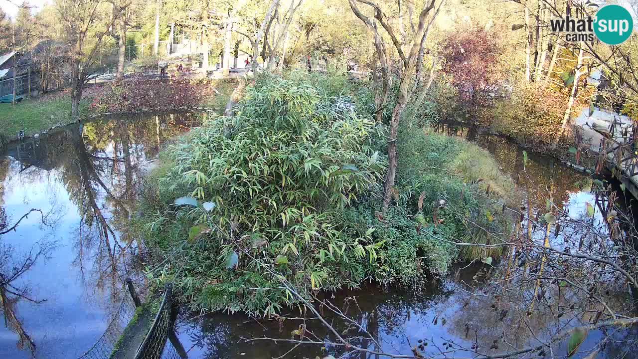 Gibón de mejillas beige Zoo Ljubljana