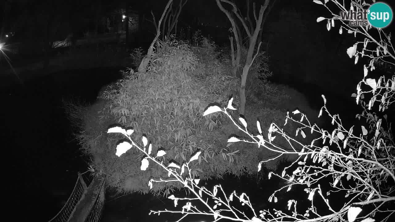 Gibbon à joues jaunes Zoo Ljubljana live cam