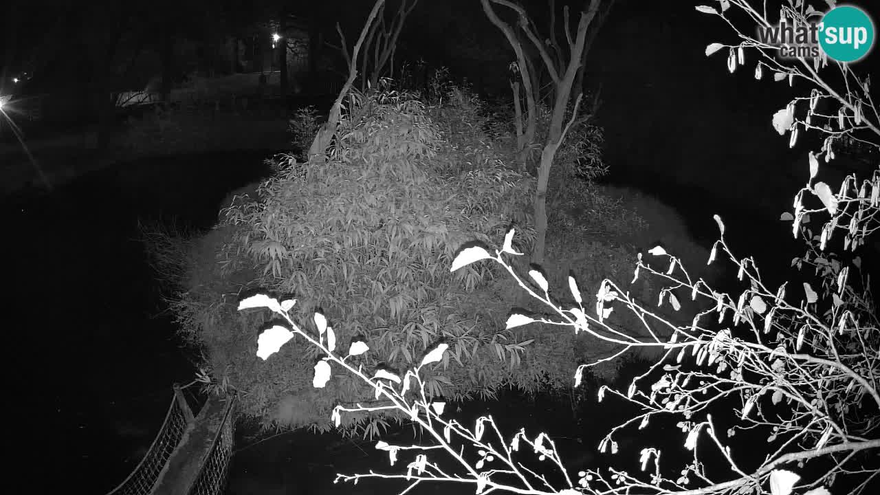 Yellow-cheeked gibbon Zoo Ljubljana livecam