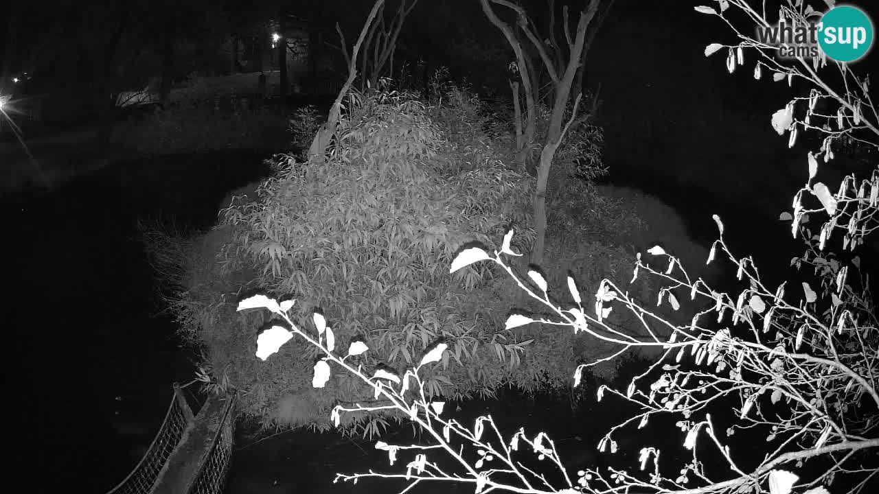 Gibon – Nomascus gabriellae – Zoo Ljubljana web kamera