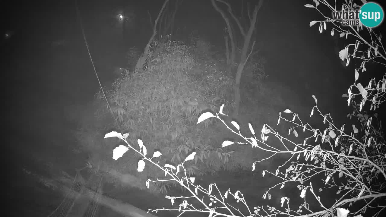 Gibbon à joues jaunes Zoo Ljubljana live cam