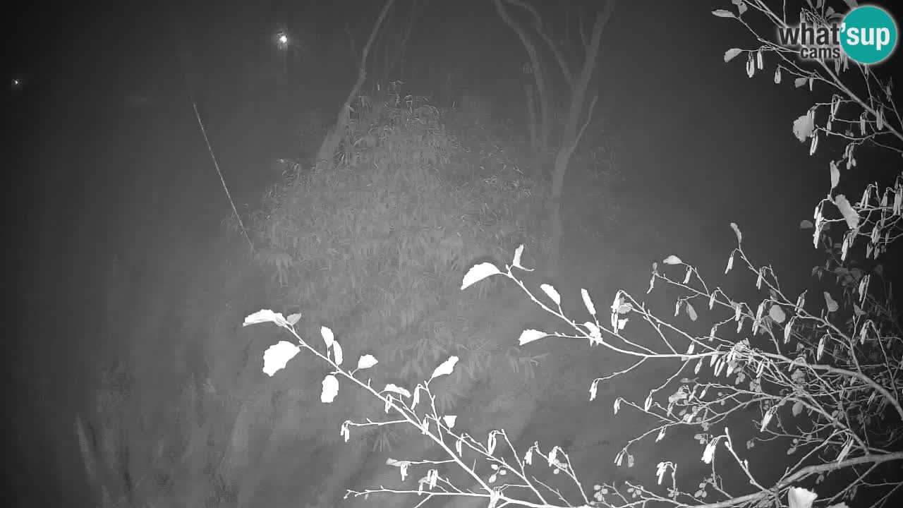 Yellow-cheeked gibbon Zoo Ljubljana livecam