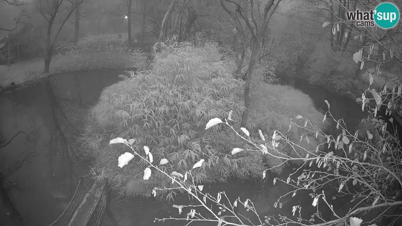 Gibbone dalle guance rosa nello ZOO di Ljubljana