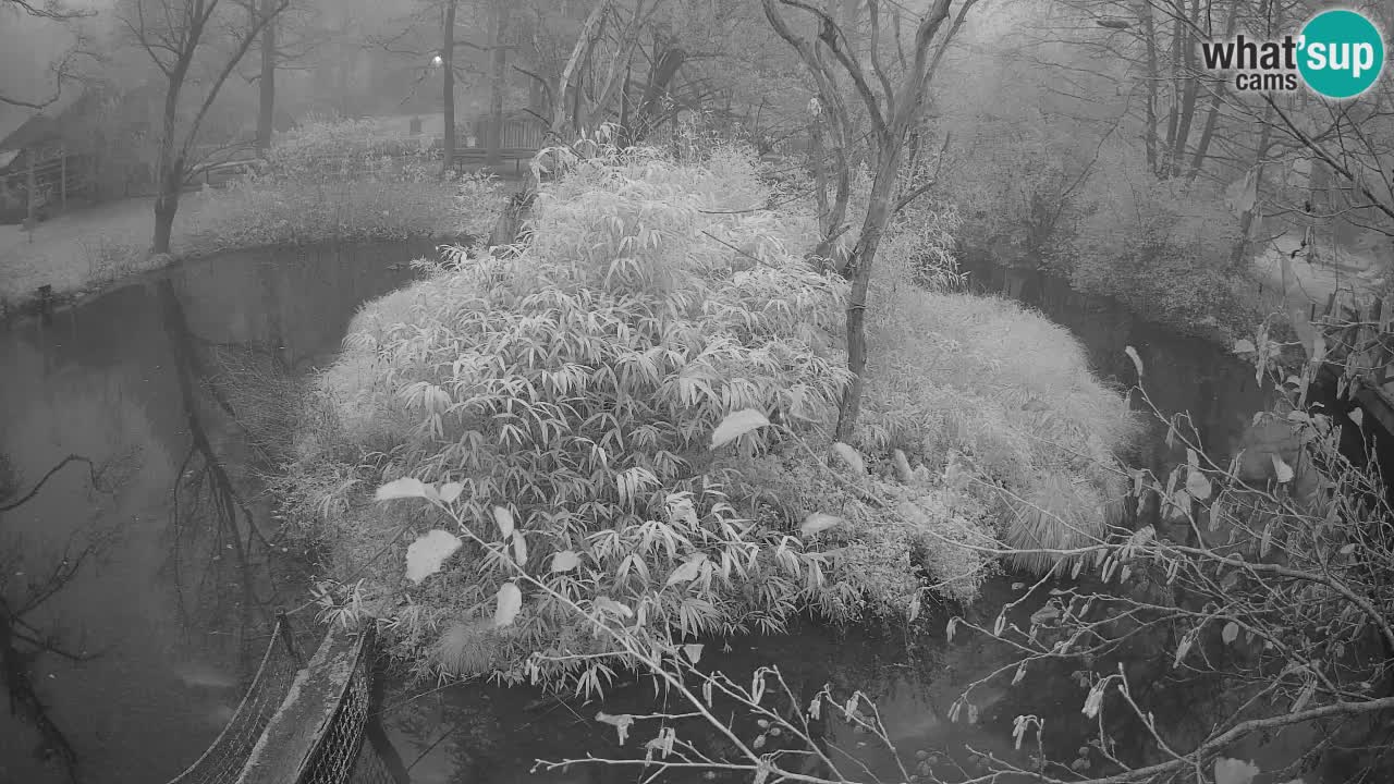 Gibbone dalle guance rosa nello ZOO di Ljubljana