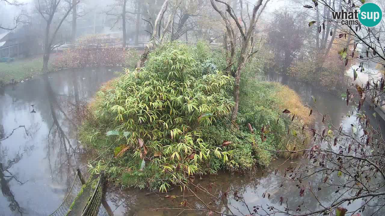 Zlatolični gibon živalski vrt Ljubljana