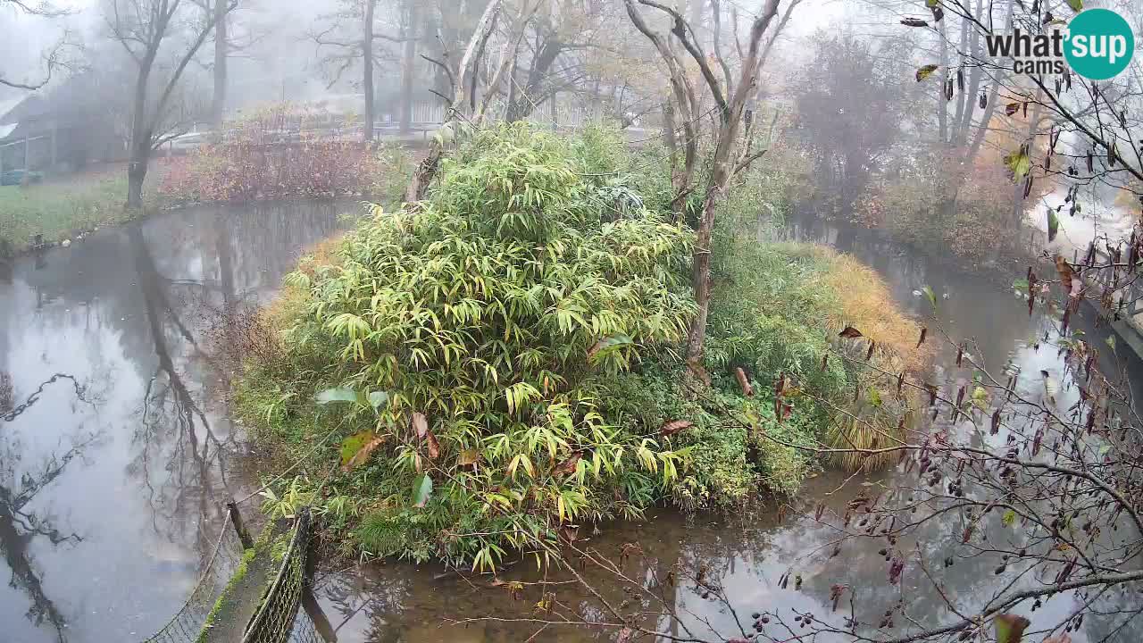 Südlicher Gelbwangen-Schopfgibbon Zoo Ljubljana webcam
