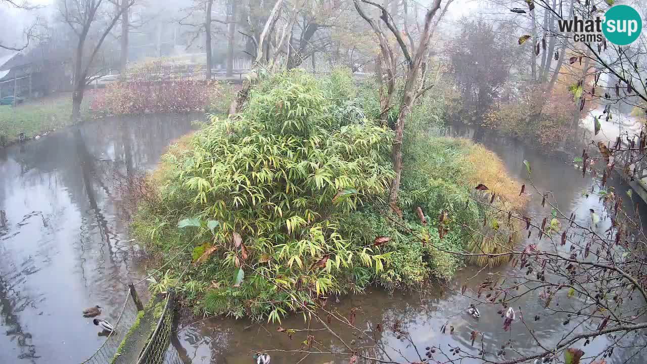 Zlatolični gibon živalski vrt Ljubljana