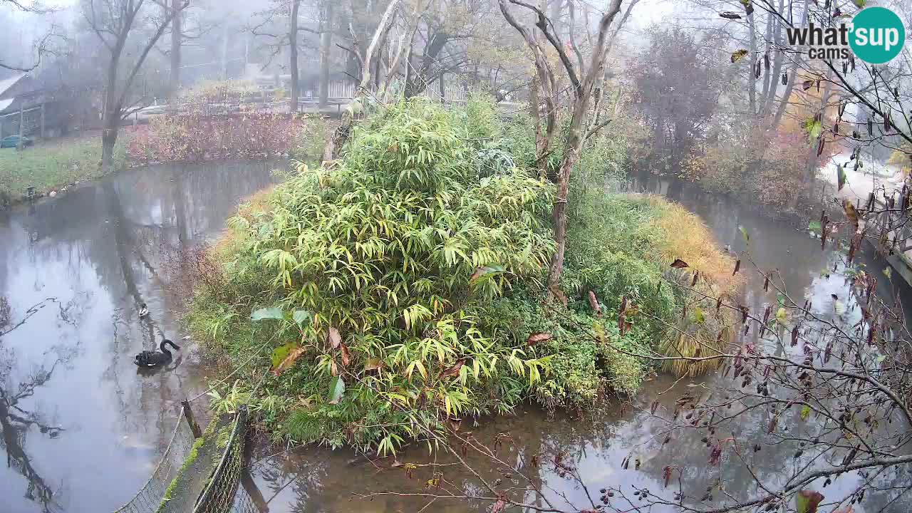 Zlatolični gibon živalski vrt Ljubljana