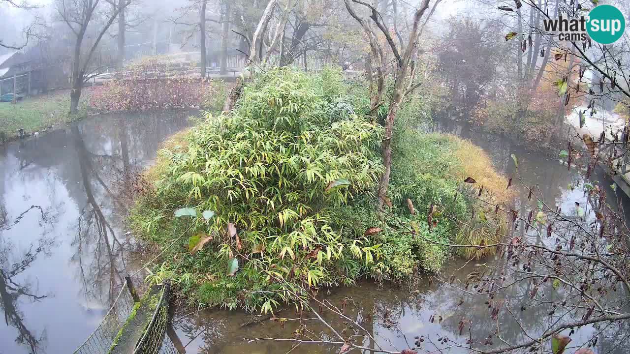 Zlatolični gibon živalski vrt Ljubljana
