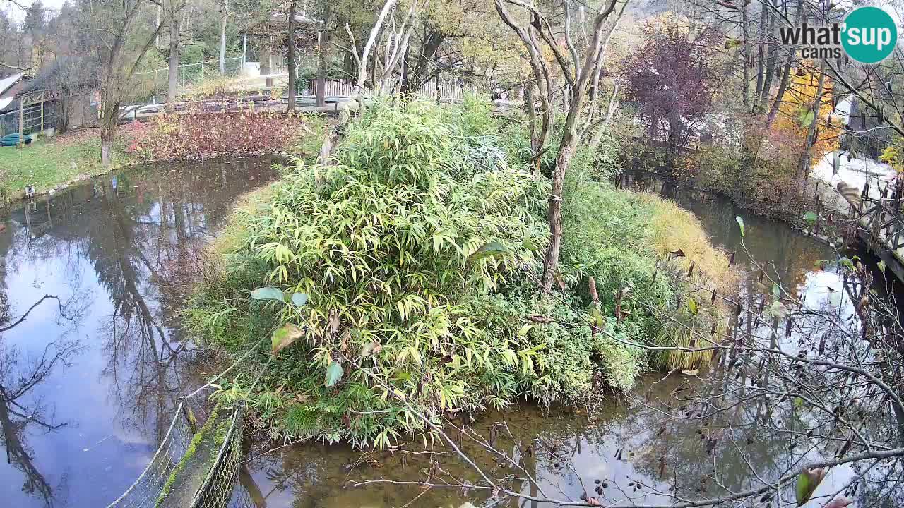 Gibbon à joues jaunes Zoo Ljubljana live cam