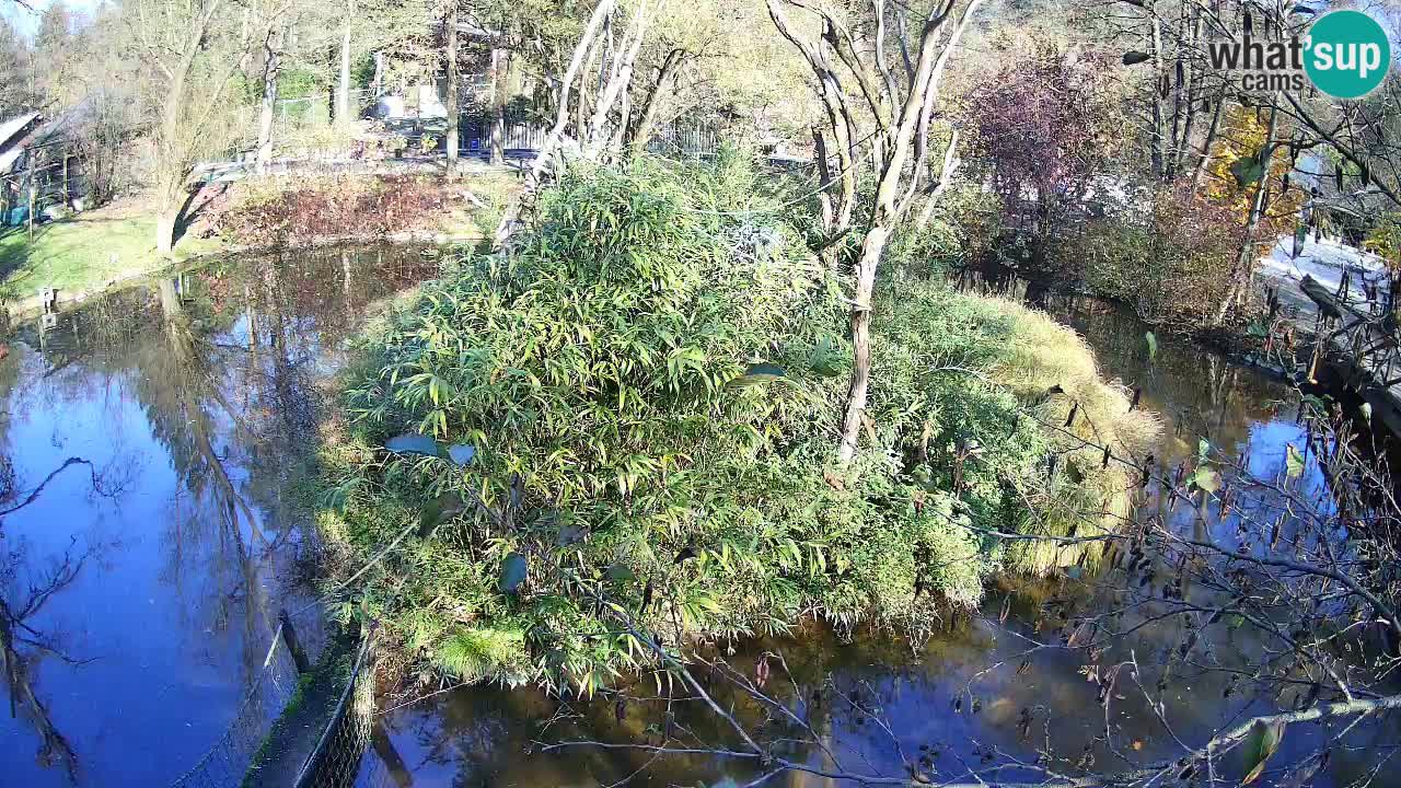 Gibón de mejillas beige Zoo Ljubljana
