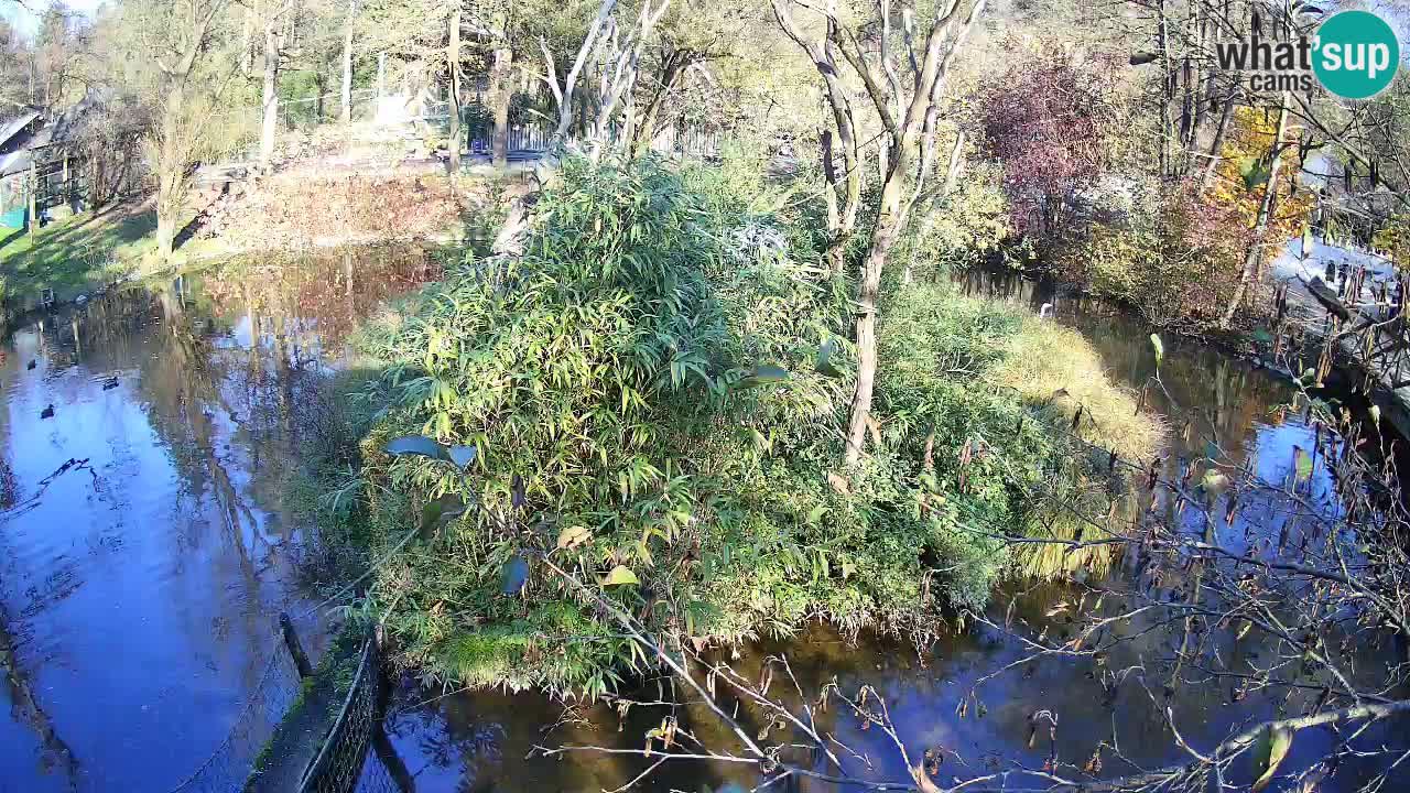 Gibbon à joues jaunes Zoo Ljubljana live cam