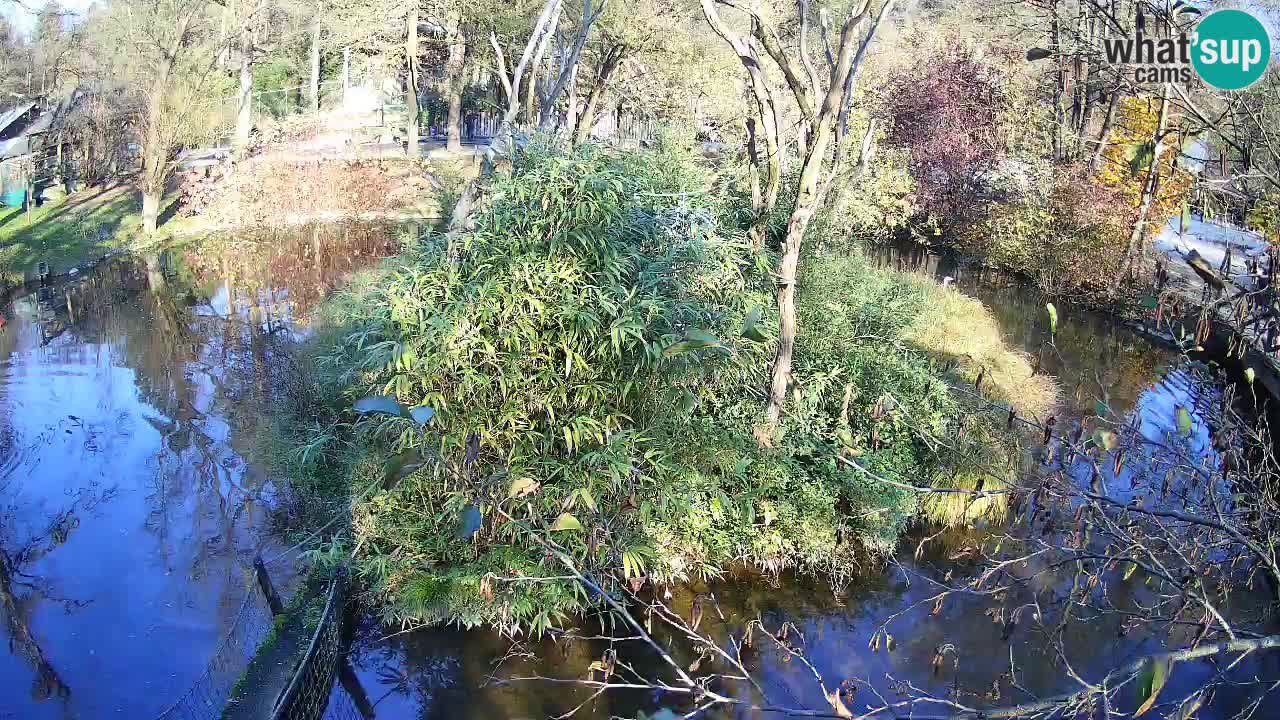 Gibbon à joues jaunes Zoo Ljubljana live cam