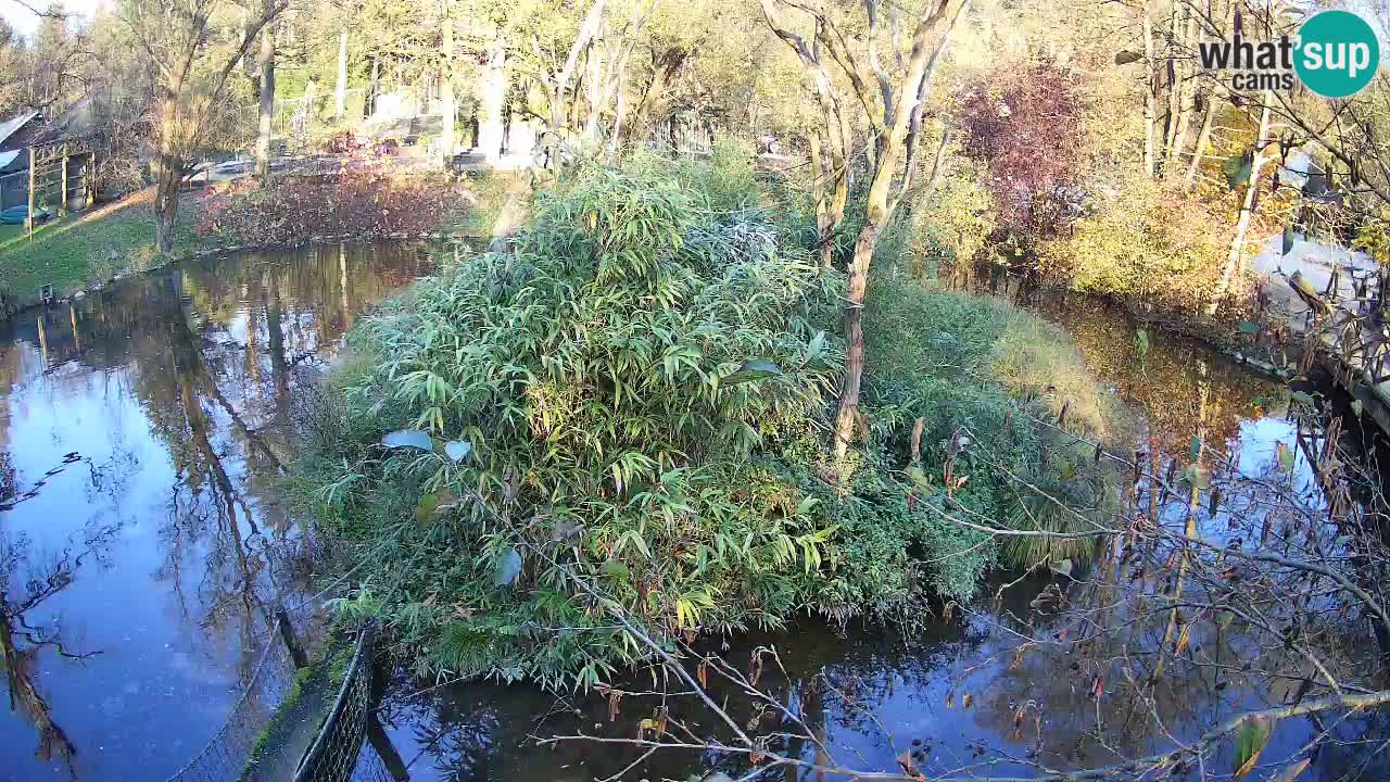Gibón de mejillas beige Zoo Ljubljana