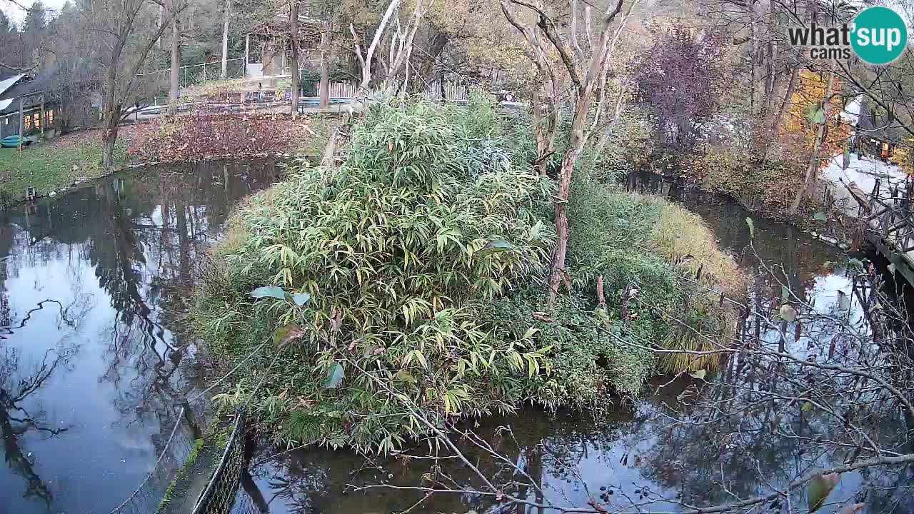 Gibón de mejillas beige Zoo Ljubljana