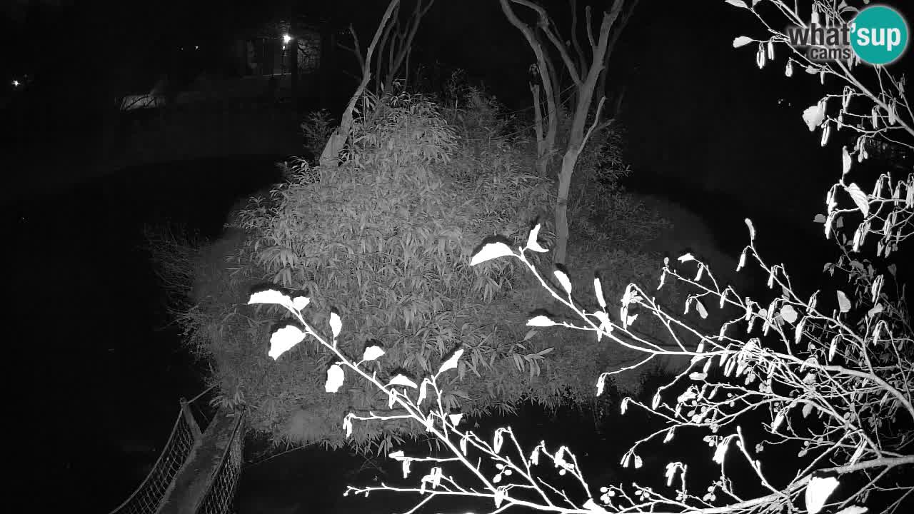 Yellow-cheeked gibbon Zoo Ljubljana livecam