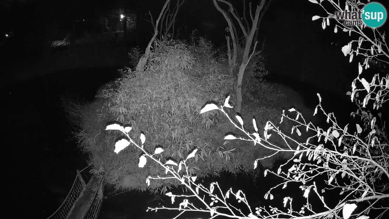 Gibón de mejillas beige Zoo Ljubljana