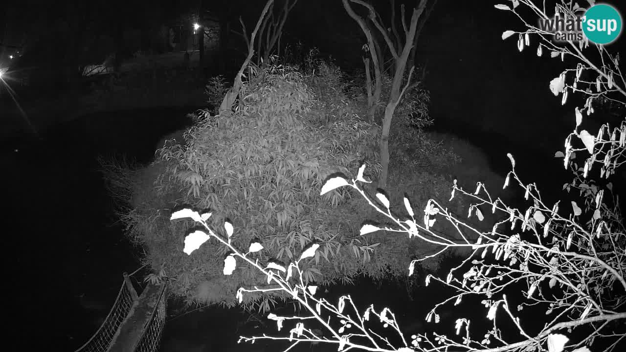 Gibbon à joues jaunes Zoo Ljubljana live cam